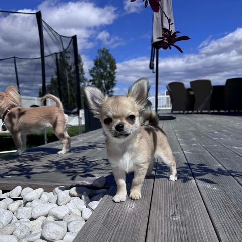 Langhåret chihuahua hann registrert NKK