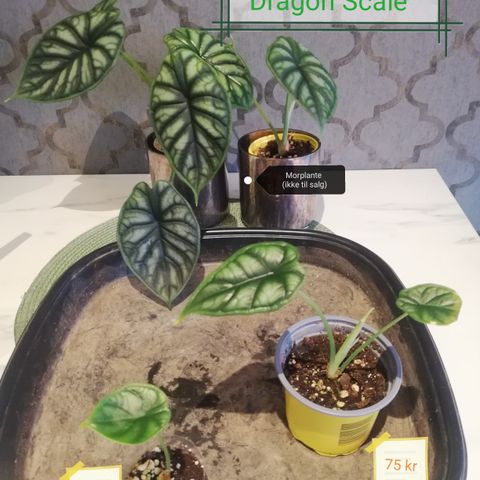 Alocasia Dragon Scale