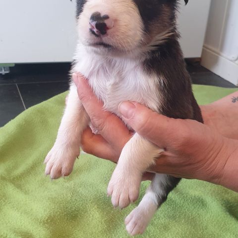 *Opdatering* Søte Border Collie x Golden Retriever Valper tilgjengelig i August!