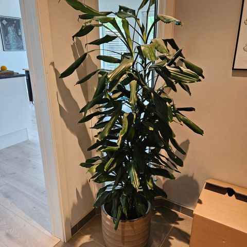 Stor dracaena med potte