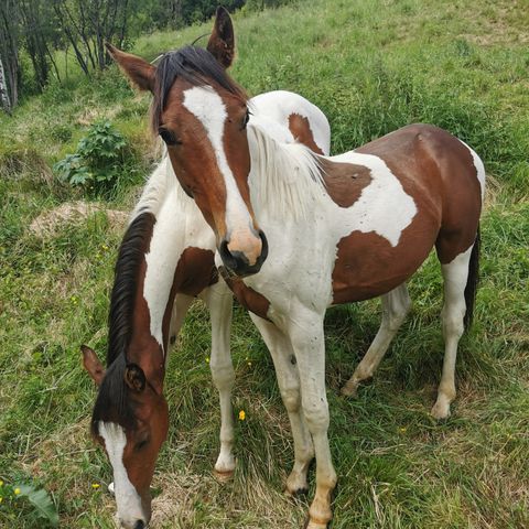 Flott årings Hingst