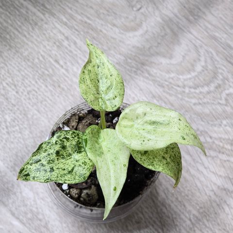 Alocasia Cucullata Albo Splash babyplanter