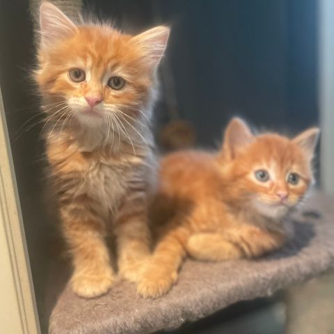 Nydelige loddne langhårete kattunger.Mor Sibir og far Maine coon