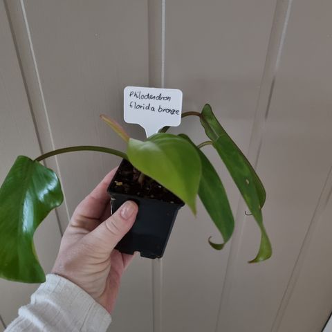 Philodendron florida bronze