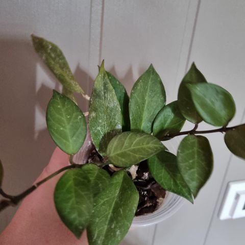 Hoya obscura