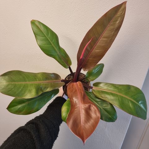 Philodendron Prince of orange