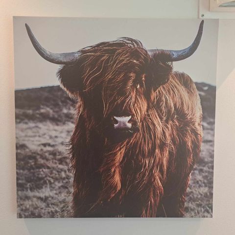 Nydelig portrett bilde buffalo 50 x 50 cm selges