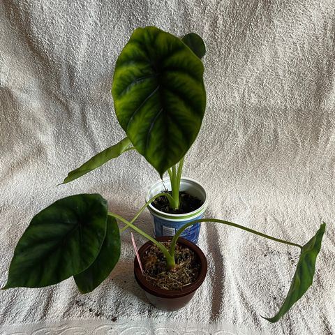 Alocasia Green Shield