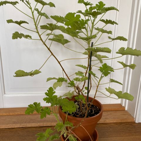 Duftpelargonia i terrakotta potte