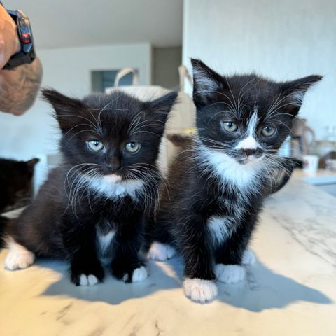 4 kattunger som trenger et hjem