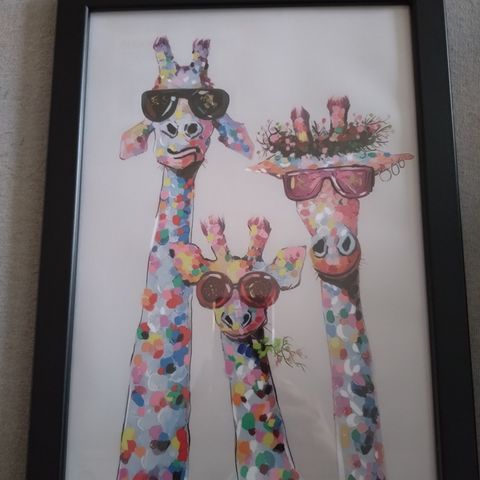 Giraff bilde