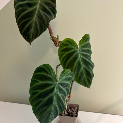 Philodendron verrucosum