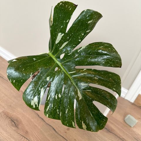 Monstera Thai constellation