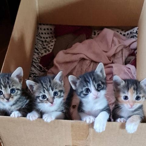 4 vakre kattunger