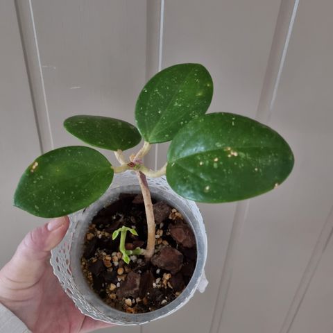 Hoya loyceandrewsiana × shbquintuplinervis