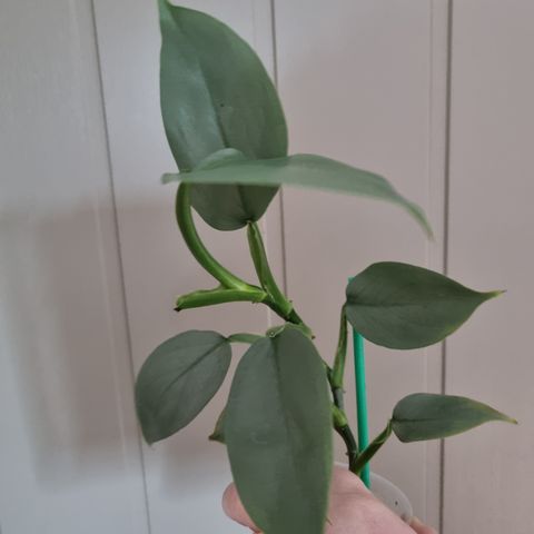 Philodendron silver sword