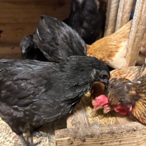 Ayam Cemani haner