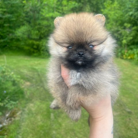 Pomeranian tispe