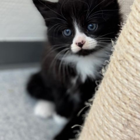Skjønne, kjærlige kattungen  Ezra - 1 igjen 📍🖤 Adopter fra Lucas Org. 🐾