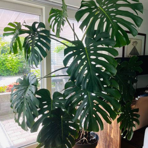 Stor monstera plante