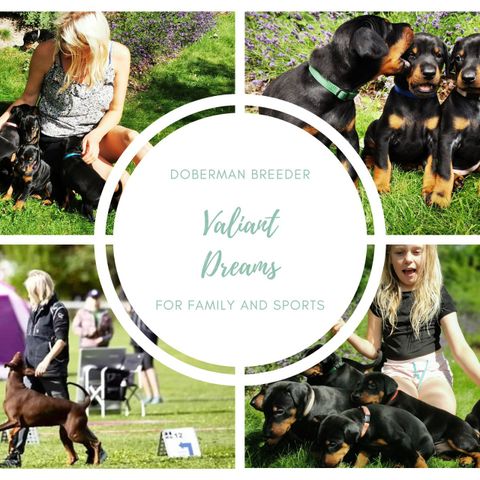 Dobermann til hundesport