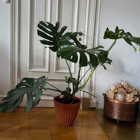 Stor Monstera