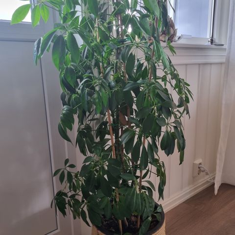 180 cm høy Paraplyplante.