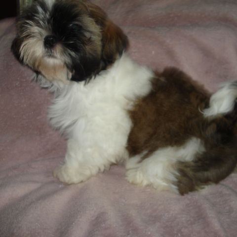 Nydelig Shih-Tzu tispe (LEDIG)