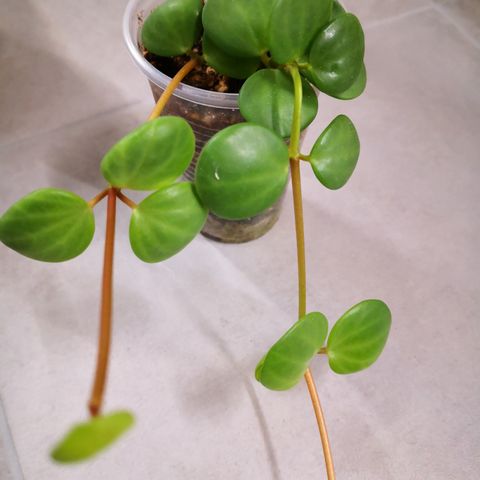 Peperomia Hope