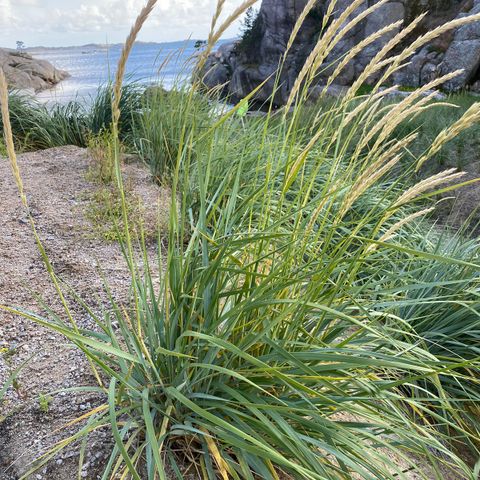 Planter, norsk marehalm