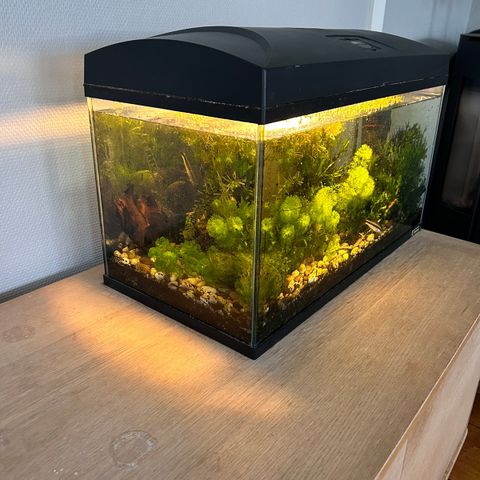 Reservert - Pent 54 liters akvarium med fisk, reker og planter selges