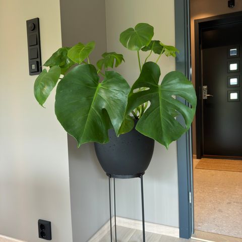 Monstera grønn plante 120 cm