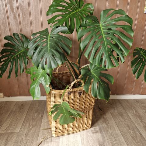 Stor monstera plante