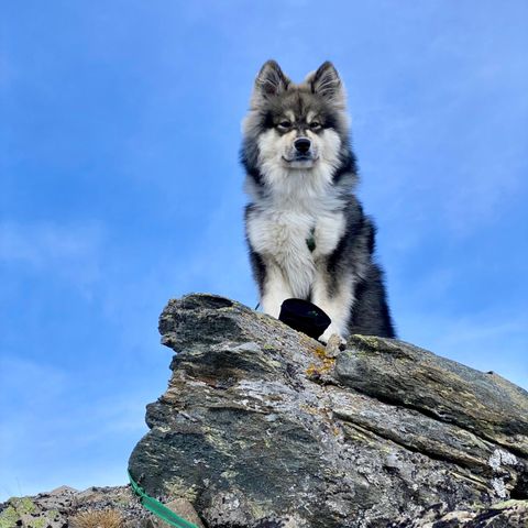 Finsk lapphund 10 måneder