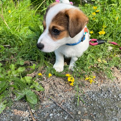 JACK RUSSELL GUTT leveringsklar 9 juli