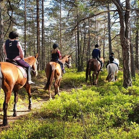 Fjording, kaldblods eller annen kat. 1 ponni og hest ønskes på helfôr / kjøp!