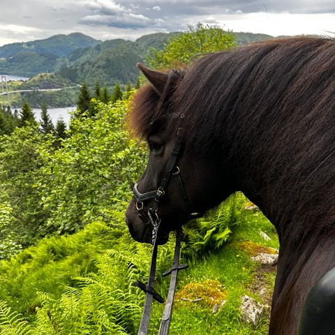 stor og snill islandshest 4 gjenger hoppe