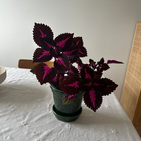 China rose coleus