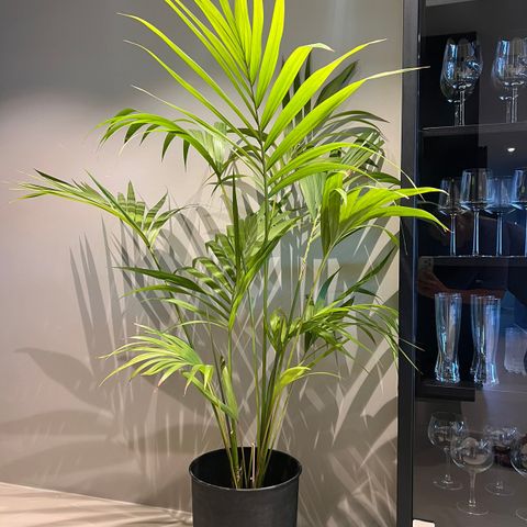 innendørs plante- palm