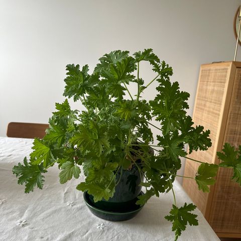 Sitron pelargonia