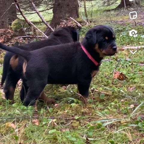 Rottweiler tispe