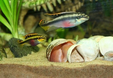 Pelvicachromis pulcher (Palettciklide)