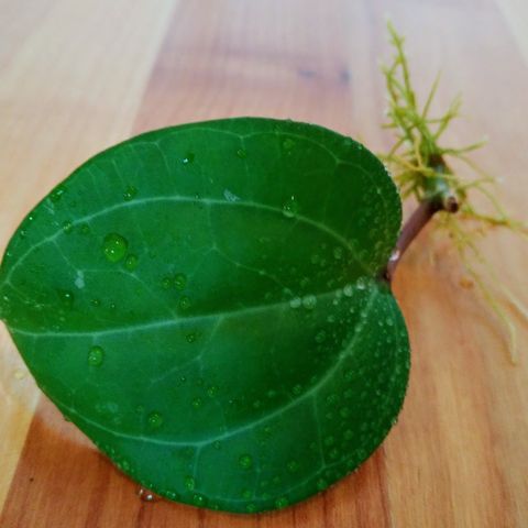 Hoya Sarawak (latifolia sp. Sarawak) - rotet m. ny vekst på vei
