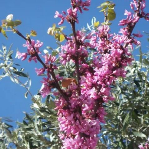 Judastre, 2år i 2l potte ca. 30cm+ Cercis siliquastrum