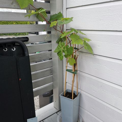 Sunn vinranke-plante / drue-plante i god vekst, ca 1 meter høy
