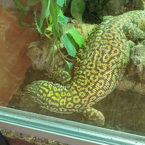 Varanus acanthurus, "mitt navn er Jaba"