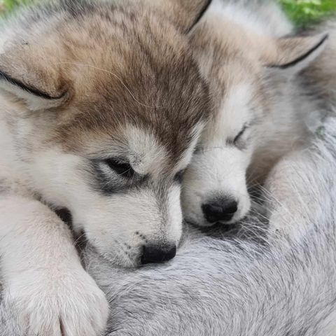 Alaskan malamute hannvalp