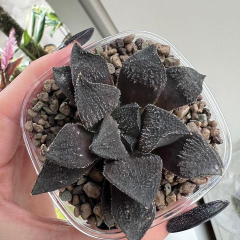 Haworthia cv.’Kurono Wakusei’ HRX-7 (‘Black Dragon’) plante