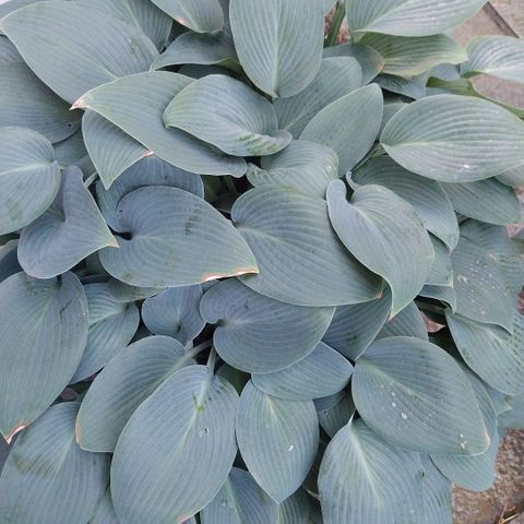 Hosta og diverse andre planter selges