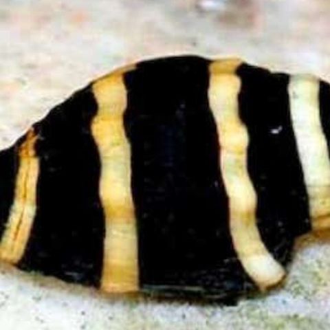 Engina sp. (Bumble Bee Snail)